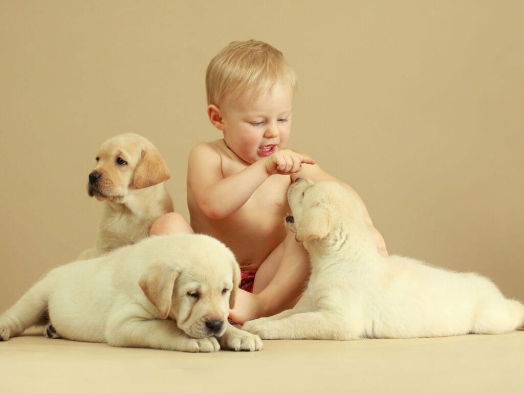 Adorable Duos: Explore Puppy and Baby Introductions - search trusted