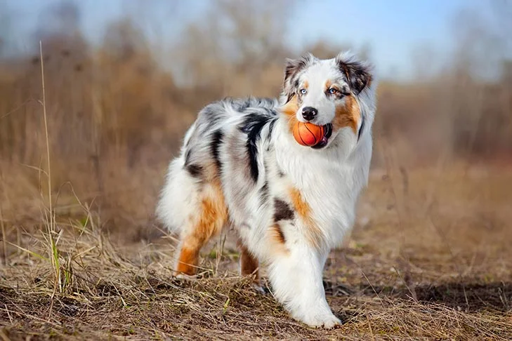 Discover the top 10 energetic dog breeds perfect