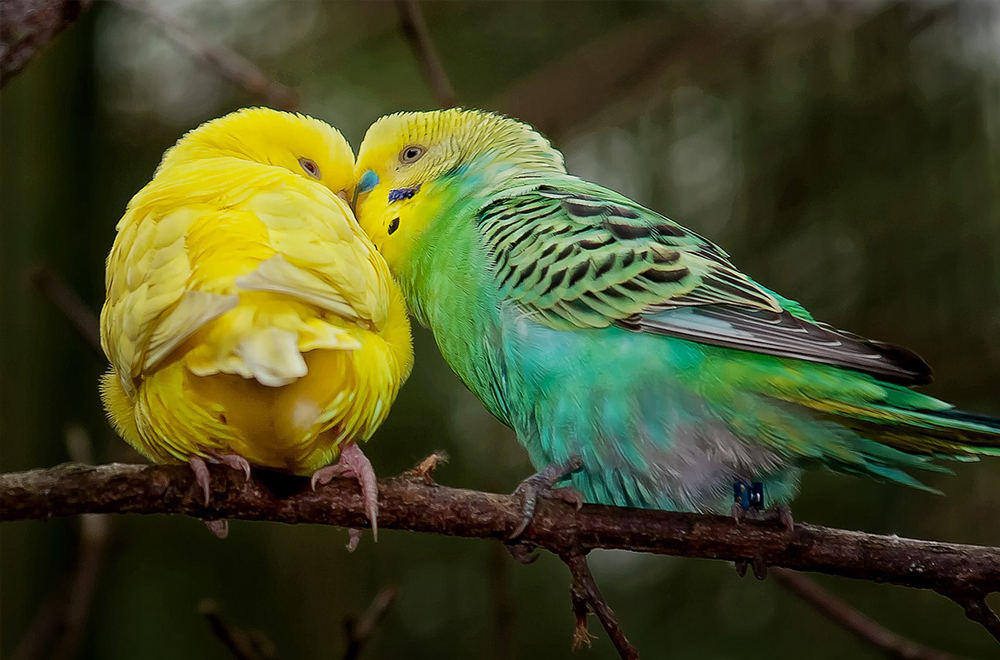 Bird Cere and Mating Rituals