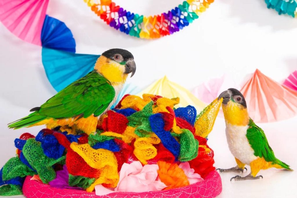 Caiques: The Party Birds