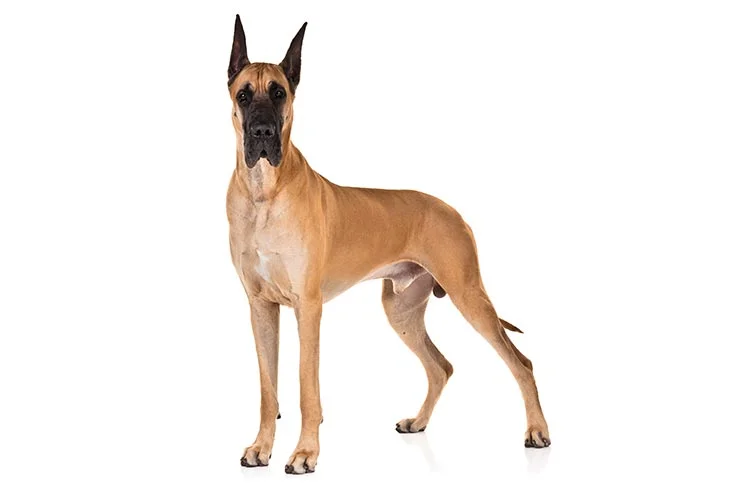  the Great Dane originated in Germany for boar hunting