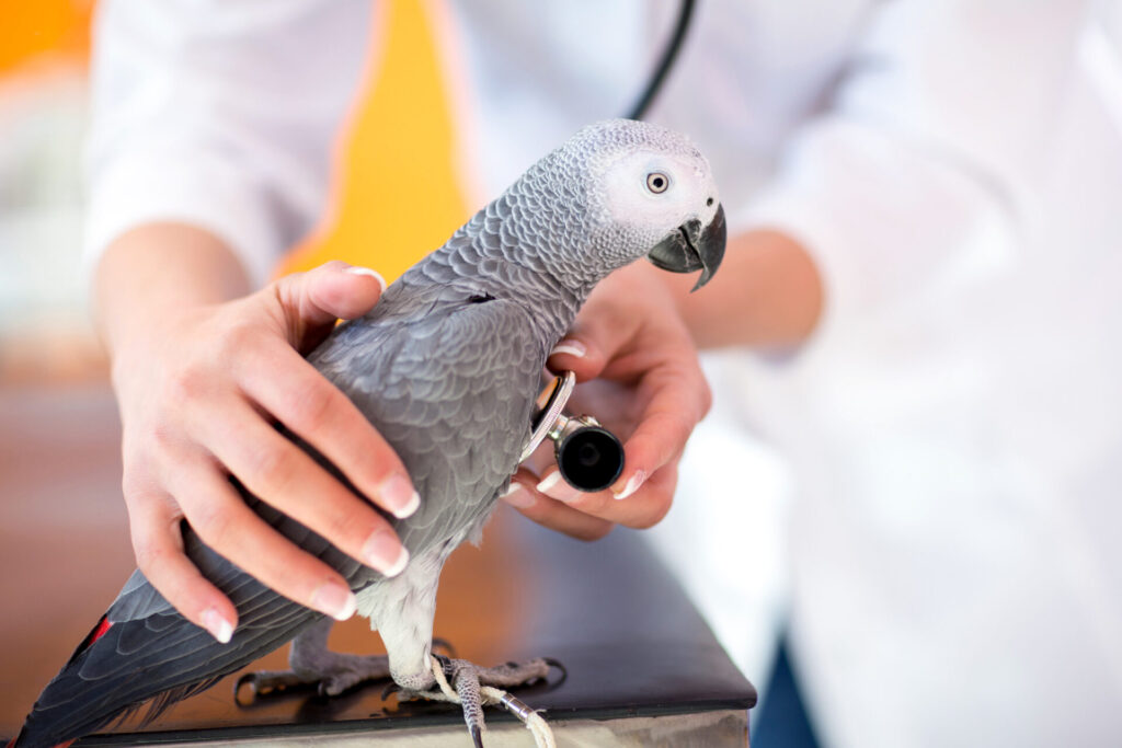 Examination of sick parrot with stethoscope at vet clinic