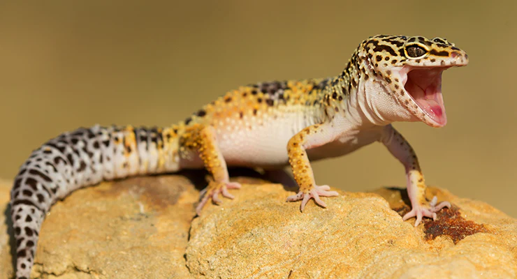  Leopard Geckos