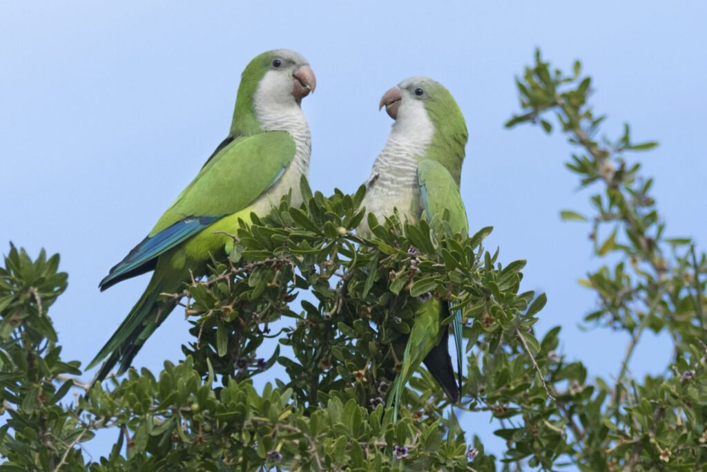 Quaker Parrots