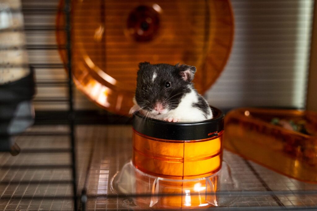 Pet Perfection: The 7 Compelling Reasons Hamsters Steal Hearts!