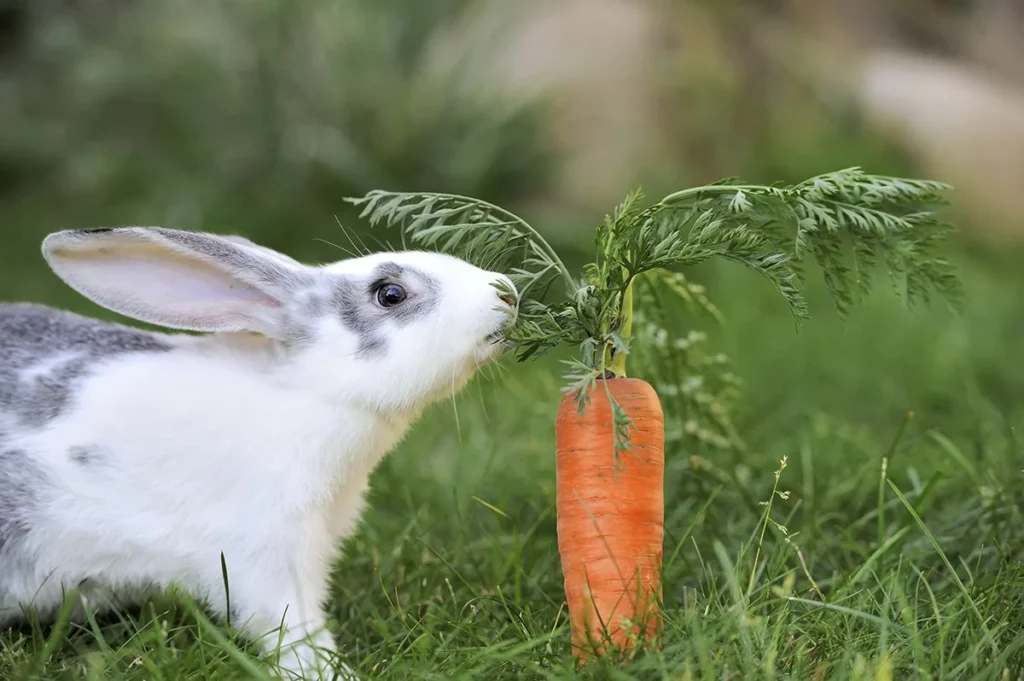 Rabbits are notorious for their selective taste