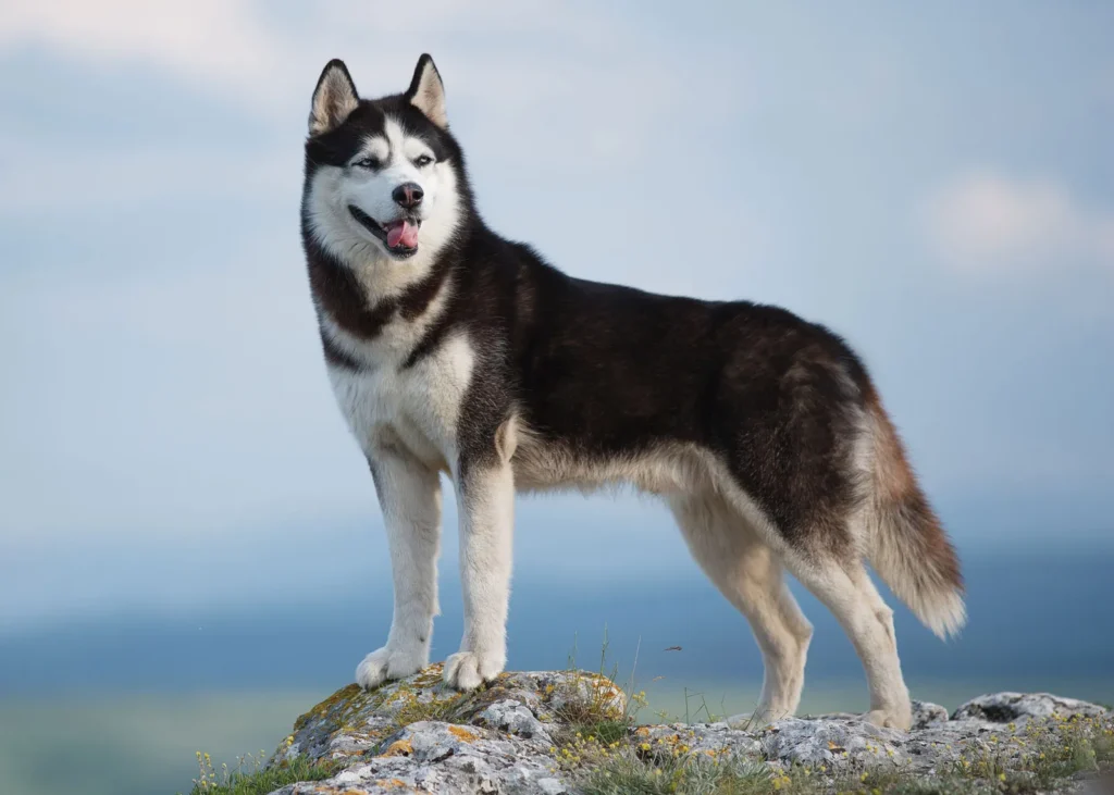 Meet the top 10 vigorous dog breeds
