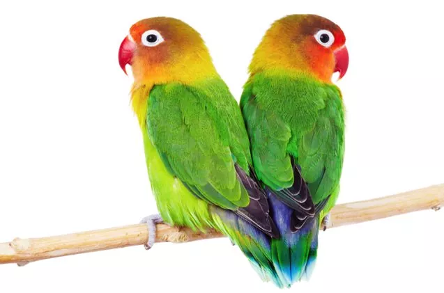Lovebirds: Affectionate and Clever