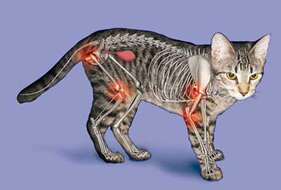 How to Spot Arthritis Symptoms in Your Cat