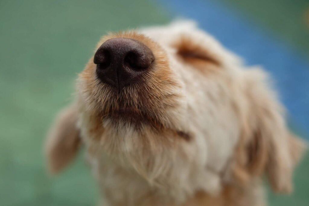 Dogs and Competitive Scent Detection