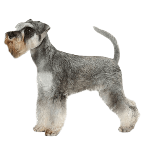  the Miniature Schnauzer resulted from crossing small standard 