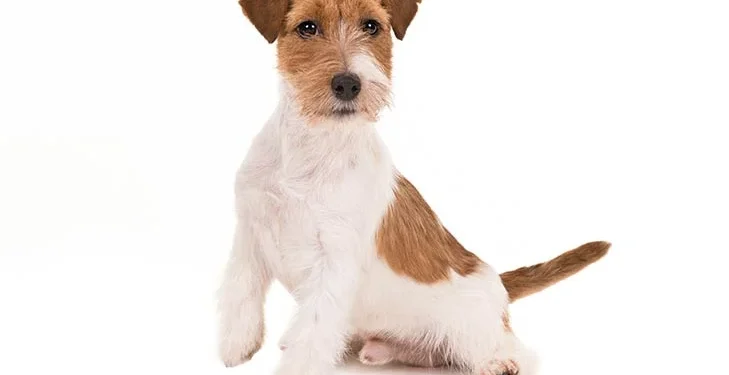 Jack Russell Terrier